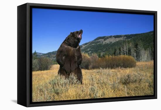 Grizzly Roaring in Field-DLILLC-Framed Premier Image Canvas