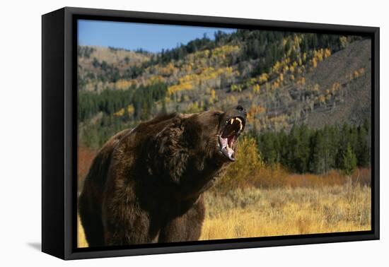 Grizzly Roaring in Field-DLILLC-Framed Premier Image Canvas