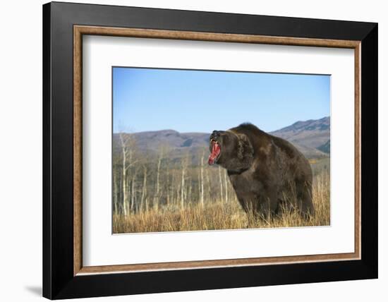 Grizzly Roaring in Field-DLILLC-Framed Photographic Print