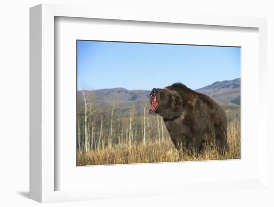 Grizzly Roaring in Field-DLILLC-Framed Photographic Print