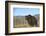 Grizzly Roaring in Field-DLILLC-Framed Photographic Print