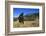 Grizzly Roaring in Field-DLILLC-Framed Photographic Print