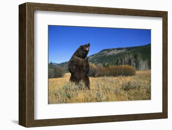 Grizzly Roaring in Field-DLILLC-Framed Photographic Print