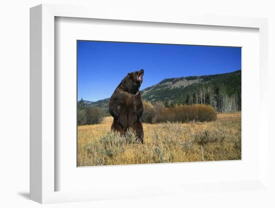 Grizzly Roaring in Field-DLILLC-Framed Photographic Print