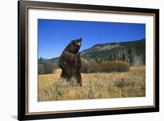 Grizzly Roaring in Field-DLILLC-Framed Photographic Print