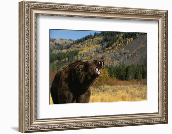 Grizzly Roaring in Field-DLILLC-Framed Photographic Print