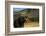 Grizzly Roaring in Field-DLILLC-Framed Photographic Print