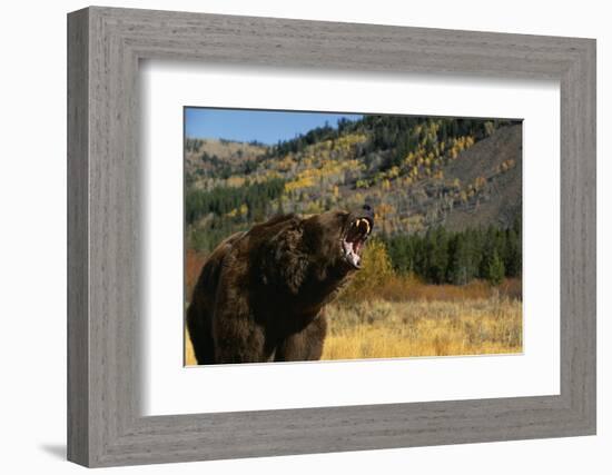 Grizzly Roaring in Field-DLILLC-Framed Photographic Print