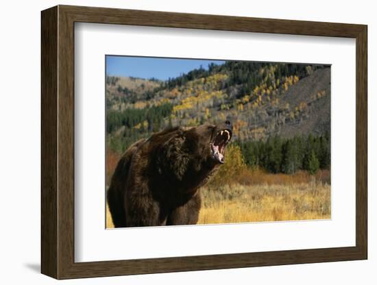 Grizzly Roaring in Field-DLILLC-Framed Photographic Print