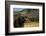 Grizzly Roaring in Field-DLILLC-Framed Photographic Print