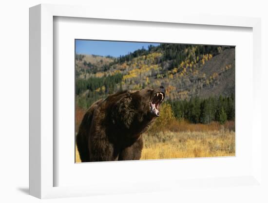 Grizzly Roaring in Field-DLILLC-Framed Photographic Print