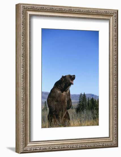 Grizzly Roaring in Field-DLILLC-Framed Photographic Print