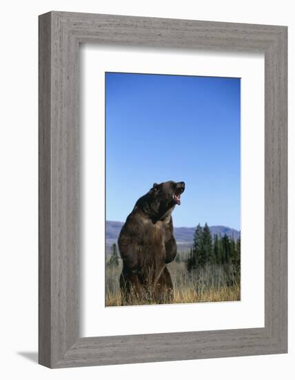 Grizzly Roaring in Field-DLILLC-Framed Photographic Print