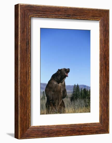 Grizzly Roaring in Field-DLILLC-Framed Photographic Print