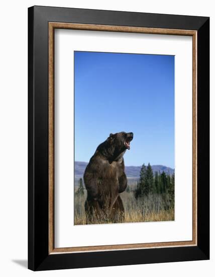 Grizzly Roaring in Field-DLILLC-Framed Photographic Print