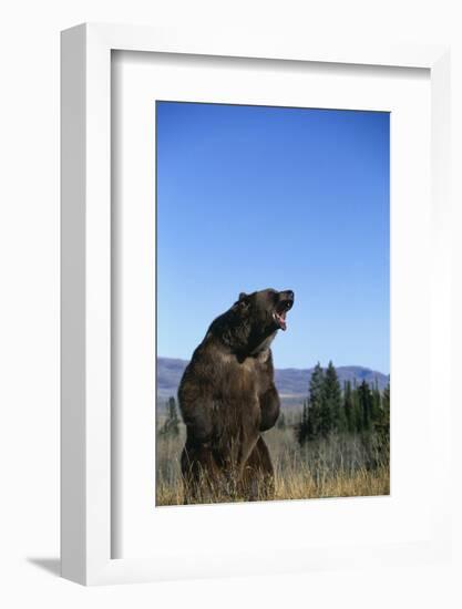 Grizzly Roaring in Field-DLILLC-Framed Photographic Print