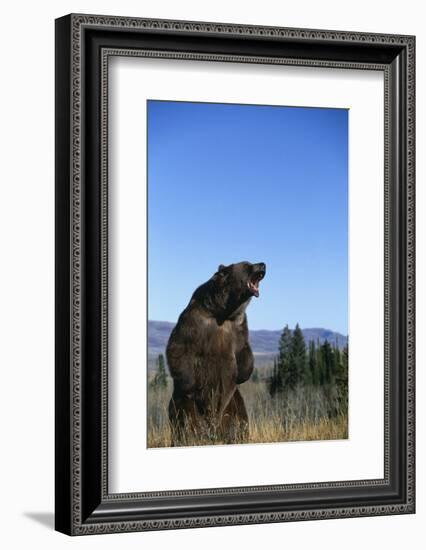 Grizzly Roaring in Field-DLILLC-Framed Photographic Print