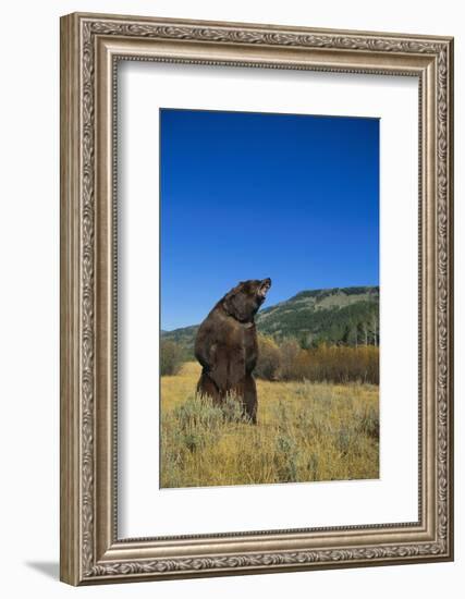 Grizzly Roaring in Mountain Meadow-DLILLC-Framed Photographic Print