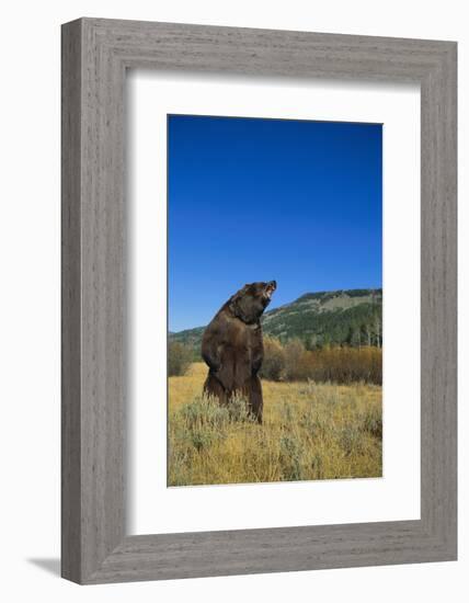 Grizzly Roaring in Mountain Meadow-DLILLC-Framed Photographic Print