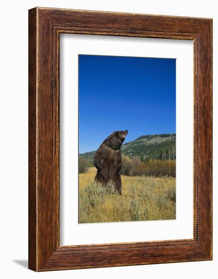 Grizzly Roaring in Mountain Meadow-DLILLC-Framed Photographic Print