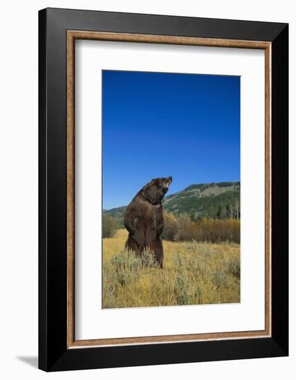 Grizzly Roaring in Mountain Meadow-DLILLC-Framed Photographic Print