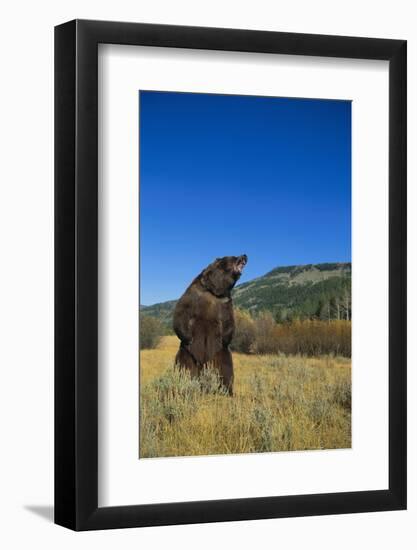 Grizzly Roaring in Mountain Meadow-DLILLC-Framed Photographic Print