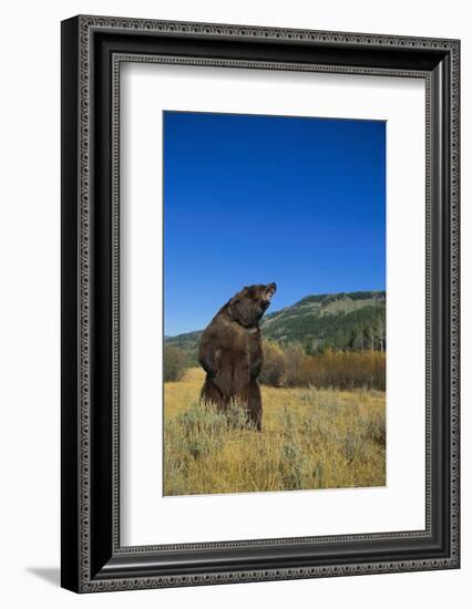 Grizzly Roaring in Mountain Meadow-DLILLC-Framed Photographic Print