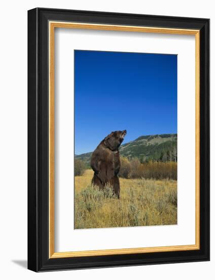 Grizzly Roaring in Mountain Meadow-DLILLC-Framed Photographic Print