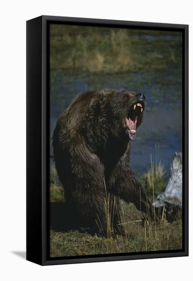 Grizzly Roaring-DLILLC-Framed Premier Image Canvas