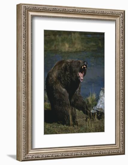 Grizzly Roaring-DLILLC-Framed Photographic Print