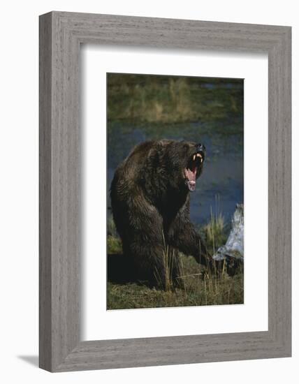 Grizzly Roaring-DLILLC-Framed Photographic Print