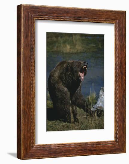 Grizzly Roaring-DLILLC-Framed Photographic Print