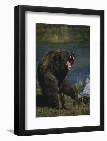 Grizzly Roaring-DLILLC-Framed Photographic Print