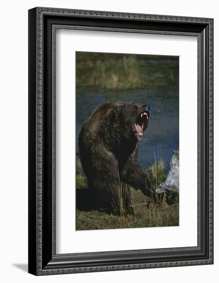 Grizzly Roaring-DLILLC-Framed Photographic Print