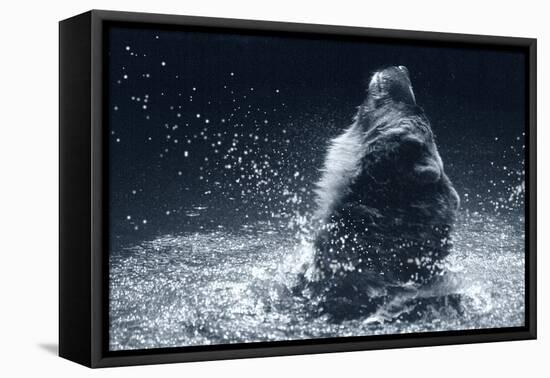 Grizzly Splash-Gordon Semmens-Framed Premier Image Canvas