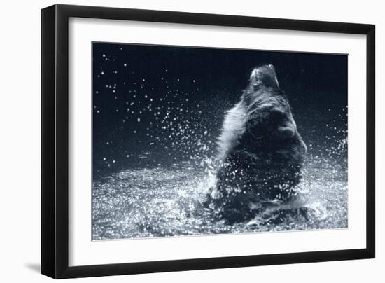 Grizzly Splash-Gordon Semmens-Framed Photographic Print