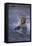 Grizzly Splashing in Water-DLILLC-Framed Premier Image Canvas