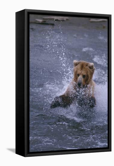 Grizzly Splashing in Water-DLILLC-Framed Premier Image Canvas