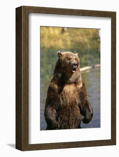 Grizzly Standing in Stream-DLILLC-Framed Photographic Print