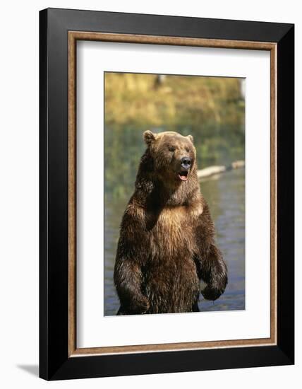 Grizzly Standing in Stream-DLILLC-Framed Photographic Print