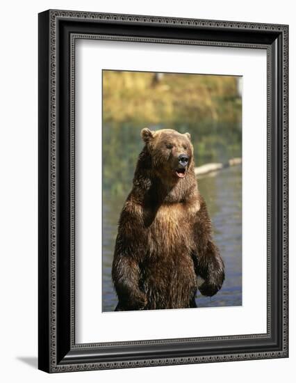 Grizzly Standing in Stream-DLILLC-Framed Photographic Print