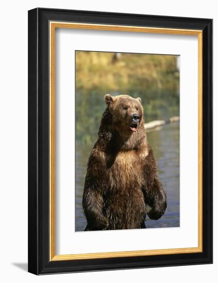 Grizzly Standing in Stream-DLILLC-Framed Photographic Print