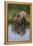 Grizzly Wading in Stream-DLILLC-Framed Premier Image Canvas