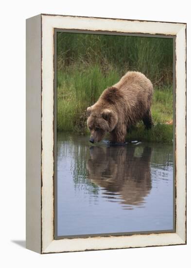 Grizzly Wading in Stream-DLILLC-Framed Premier Image Canvas