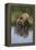 Grizzly Wading in Stream-DLILLC-Framed Premier Image Canvas