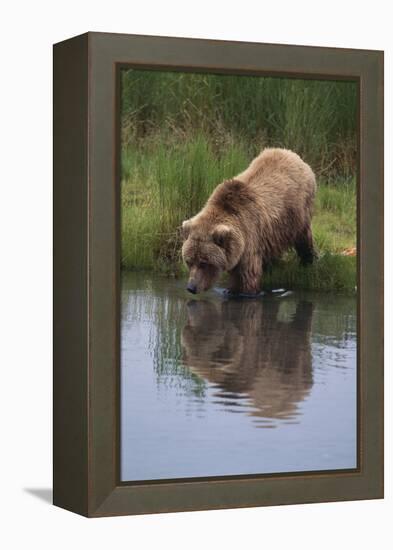 Grizzly Wading in Stream-DLILLC-Framed Premier Image Canvas