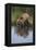 Grizzly Wading in Stream-DLILLC-Framed Premier Image Canvas