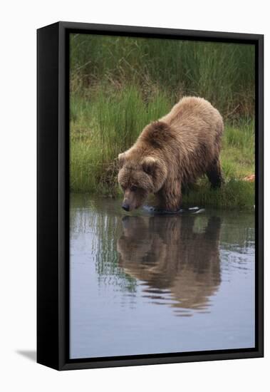 Grizzly Wading in Stream-DLILLC-Framed Premier Image Canvas