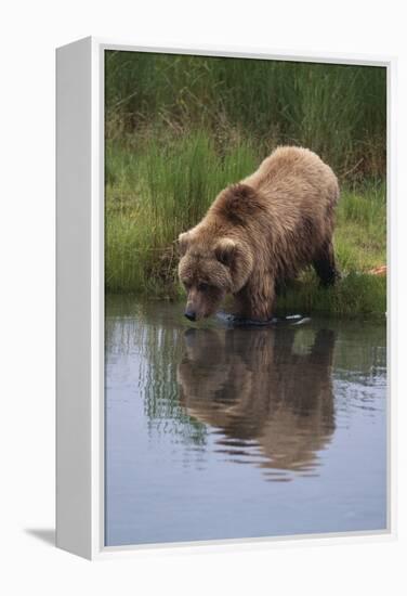 Grizzly Wading in Stream-DLILLC-Framed Premier Image Canvas