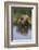 Grizzly Wading in Stream-DLILLC-Framed Photographic Print